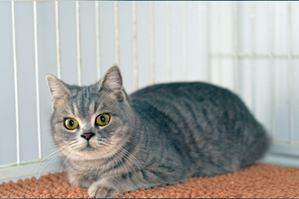 五行缺水人适合养宠物猫吗