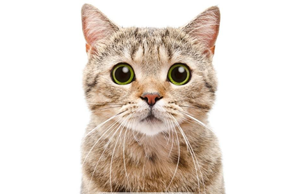 五行缺金人适合养宠物猫吗