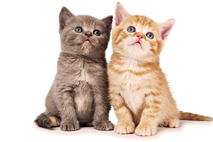 五行缺金人适合养宠物猫吗