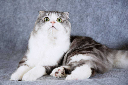 五行缺木人适合养宠物猫吗