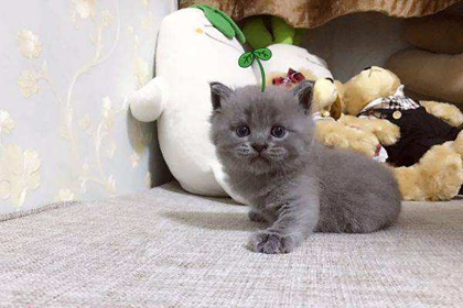 五行缺水人适合养宠物猫吗