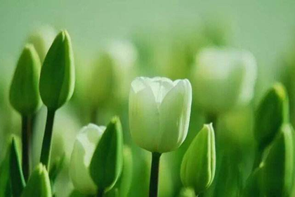 火命人最适合养什幺颜色的花
