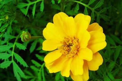 土命人适合种什幺颜色的花