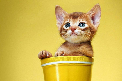 五行缺火人适合养宠物猫吗