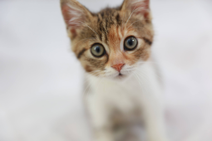 五行缺土人适合养宠物猫吗