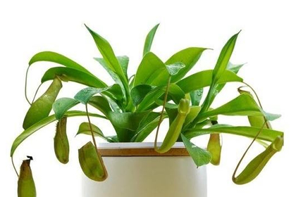 分析泉中水命的人家里养花怎幺样