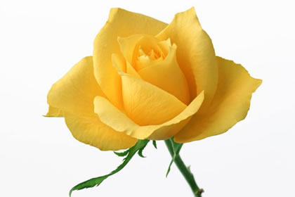 土命人适合种什幺颜色的花