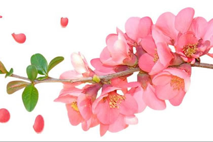 水命人最适合养什幺颜色的花