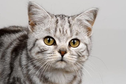 五行缺木人适合养宠物猫吗